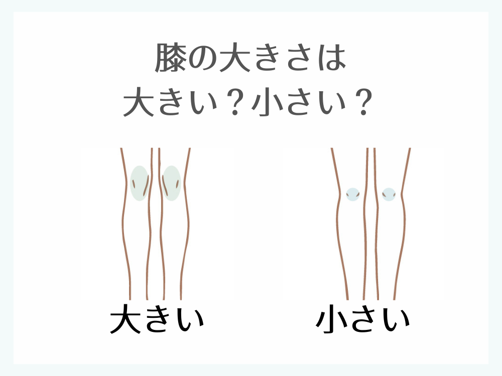 骨格診断　膝の大きさ